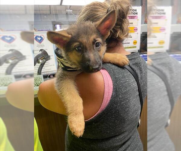 Medium Photo #1 German Shepherd Dog Puppy For Sale in Stockton, CA, USA