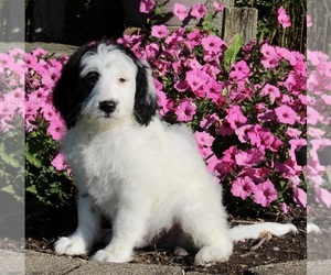 Labradoodle Puppy for sale in FREDERICKSBURG, OH, USA