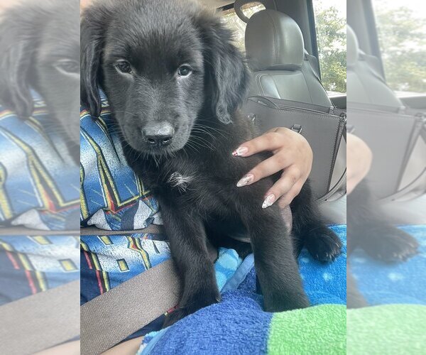 Medium Photo #1 Mutt Puppy For Sale in Evansville, IN, USA
