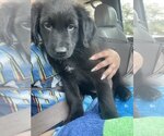 Small Mutt
