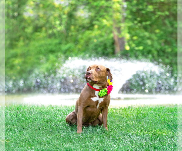 Medium Photo #4 Mutt Puppy For Sale in Unionville, PA, USA