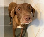 Small Labrador Retriever Mix