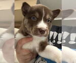 Small #1 Siberian Husky Mix
