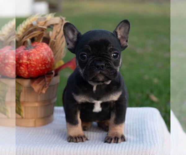 Medium Photo #1 French Bulldog Puppy For Sale in AARONSBURG, PA, USA
