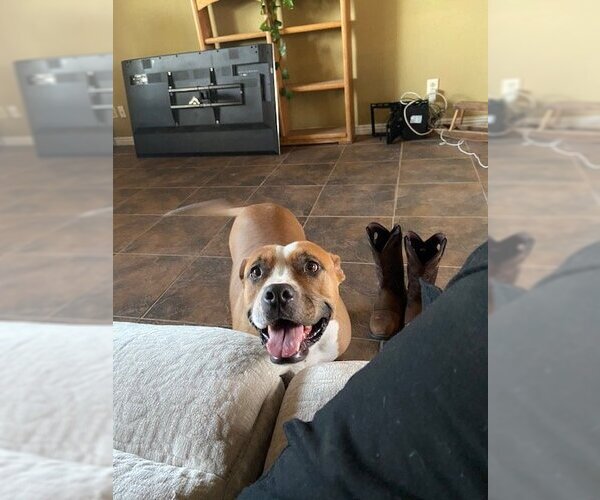 Medium Photo #4 American Pit Bull Terrier Puppy For Sale in Chandler, AZ, USA
