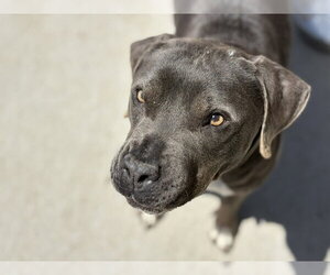 Mutt Dogs for adoption in Tulsa, OK, USA