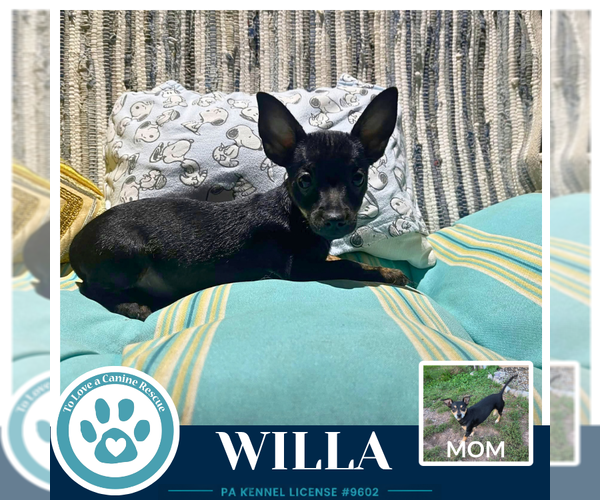 Medium Photo #3 Chiweenie Puppy For Sale in Kimberton, PA, USA