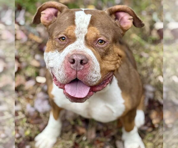 Medium Photo #3 Mutt Puppy For Sale in Cranford, NJ, USA