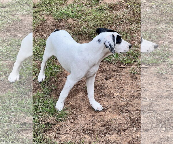 Medium Photo #3 Catahoula Leopard Dog-Labrador Retriever Mix Puppy For Sale in Lakemont, GA, USA