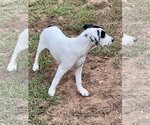 Small Photo #3 Catahoula Leopard Dog-Labrador Retriever Mix Puppy For Sale in Lakemont, GA, USA