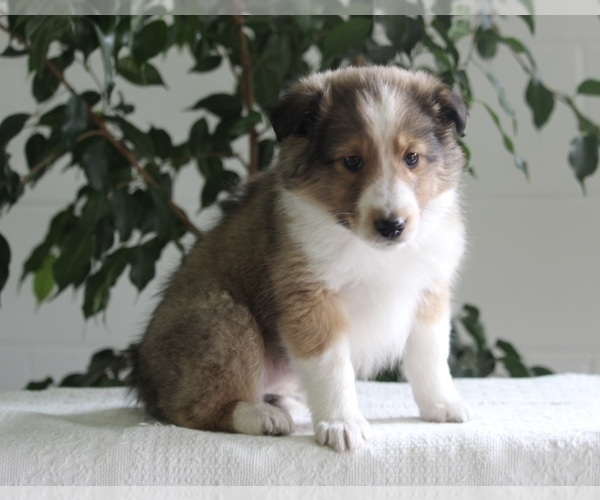 Medium Photo #1 Shetland Sheepdog Puppy For Sale in FREDERICKSBURG, OH, USA