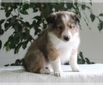 Small Photo #1 Shetland Sheepdog Puppy For Sale in FREDERICKSBURG, OH, USA