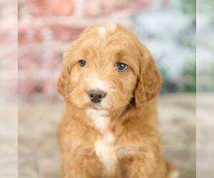 Goldendoodle-Poodle (Standard) Mix Puppy for sale in DALTON, OH, USA