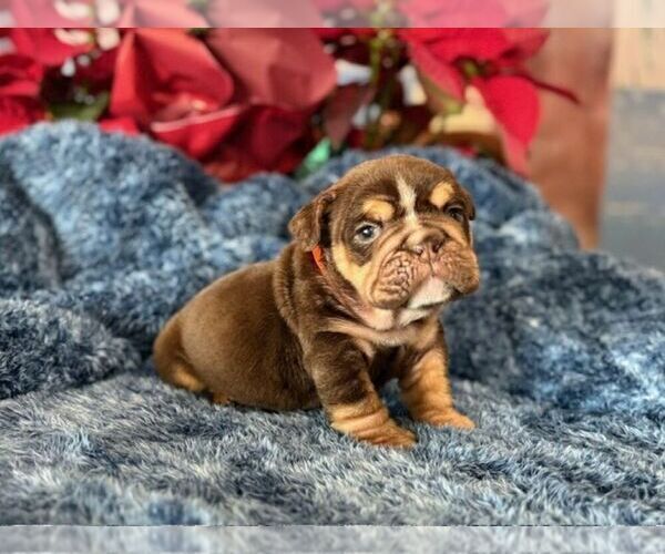 Medium Photo #4 English Bulldog Puppy For Sale in OOLOGAH, OK, USA