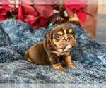 Small #3 English Bulldog