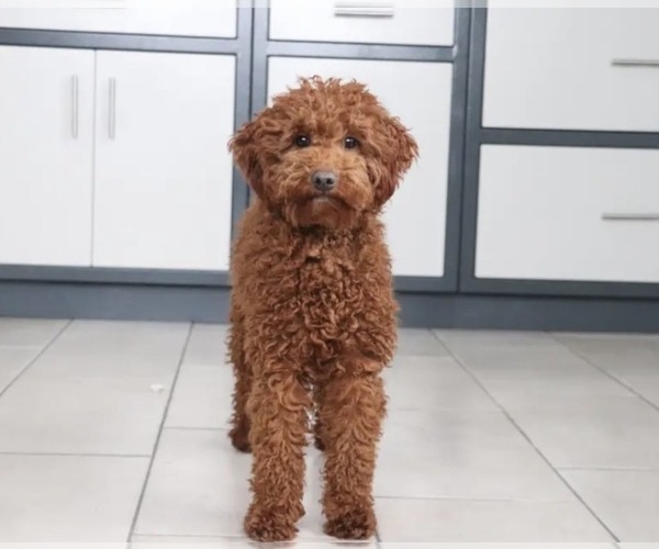 Medium Photo #1 Goldendoodle (Miniature) Puppy For Sale in WATERFORD, MI, USA