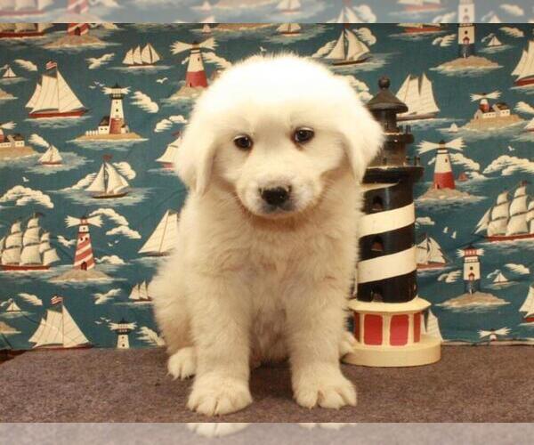 Medium Photo #10 Great Pyrenees Puppy For Sale in SHAWNEE, OK, USA