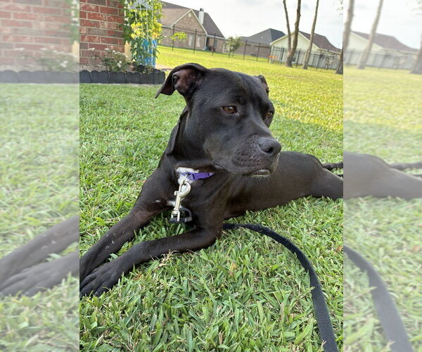 Medium Photo #7 Mutt Puppy For Sale in Abbeville, LA, USA
