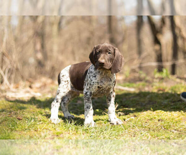 Medium Photo #1 German Shorthaired Pointer Puppy For Sale in BRISTOL, IN, USA