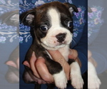 Puppy Agate Boston Terrier