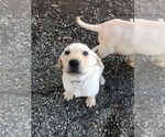 Small Photo #6 Labrador Retriever Puppy For Sale in WILTON, CA, USA