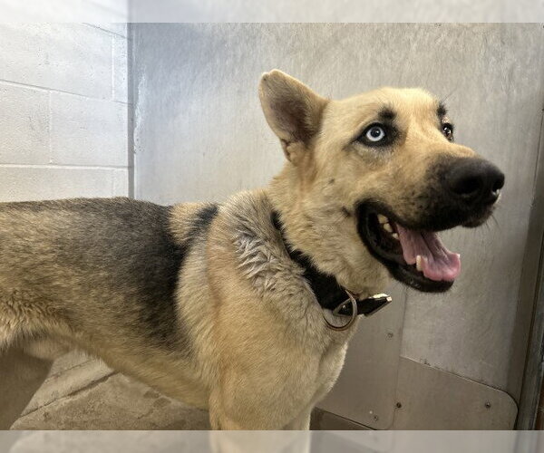 Medium Photo #1 German Shepherd Dog-Unknown Mix Puppy For Sale in San Bernardino, CA, USA