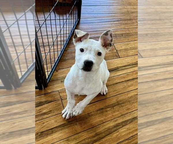 Medium Photo #5 American Pit Bull Terrier-Unknown Mix Puppy For Sale in New York, NY, USA