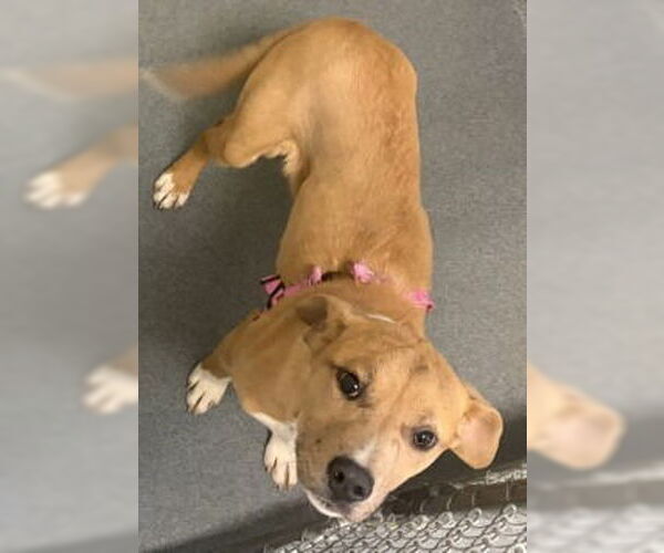 Medium Photo #1 Labrador Retriever-Unknown Mix Puppy For Sale in Glen Allen, VA, USA