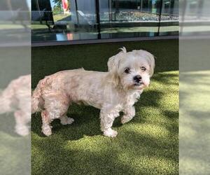 Poodle (Miniature) Dogs for adoption in San Martin, CA, USA