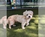 Small Poodle (Miniature)