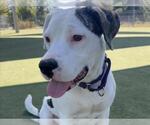 Small American Pit Bull Terrier