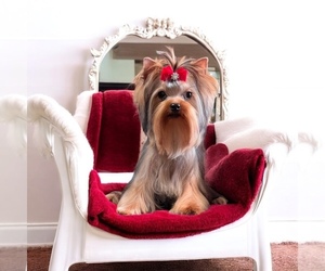 Yorkshire Terrier Puppy for sale in DRY PRONG, LA, USA