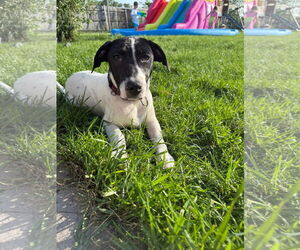 Labrador Retriever-Unknown Mix Dogs for adoption in New London, WI, USA