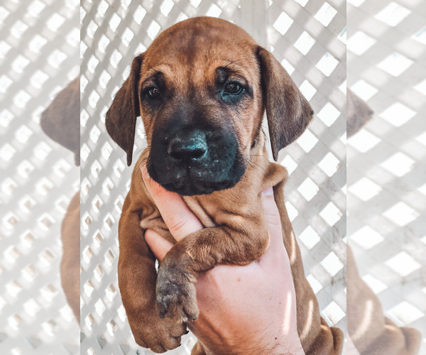 Medium Photo #1 Rhodesian Ridgeback Puppy For Sale in OAK GLEN, CA, USA