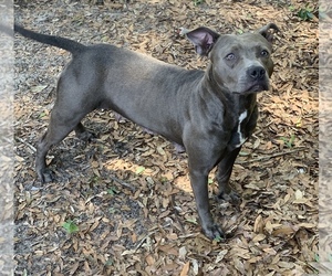 American Pit Bull Terrier Puppy for sale in TAMPA, FL, USA