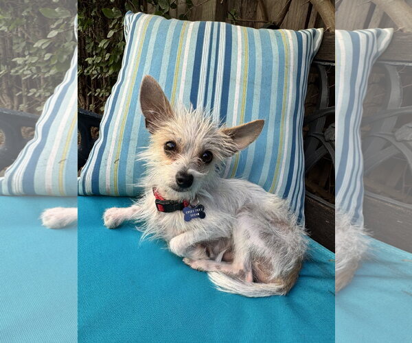 Medium Photo #2 Mutt Puppy For Sale in Santa Clara, CA, USA