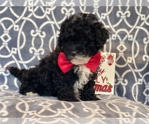 Schnoodle (Miniature) Puppy for sale in LAKELAND, FL, USA