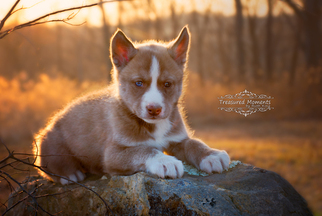 Siberian Husky Puppy for sale in TASWELL, IN, USA
