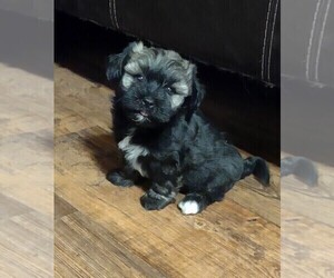 Havanese Puppy for Sale in MILTON, Florida USA