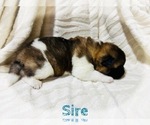 Small Photo #36 Akita Puppy For Sale in BUTLER, PA, USA