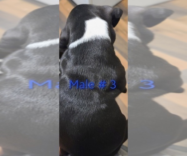Medium Photo #4 Boxer Puppy For Sale in CHARITON, IA, USA
