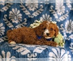 Small Photo #3 Cavapoo Puppy For Sale in OXFORD, PA, USA
