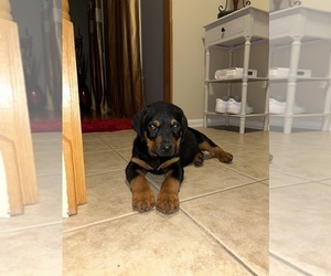 Rottweiler Puppy for sale in YORK, PA, USA