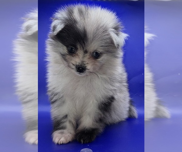 Medium Photo #11 Pomeranian Puppy For Sale in PORTLAND, ME, USA