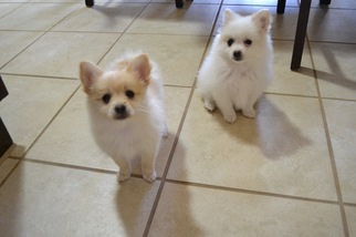 Pomeranian Puppy for sale in NORMAN, OK, USA