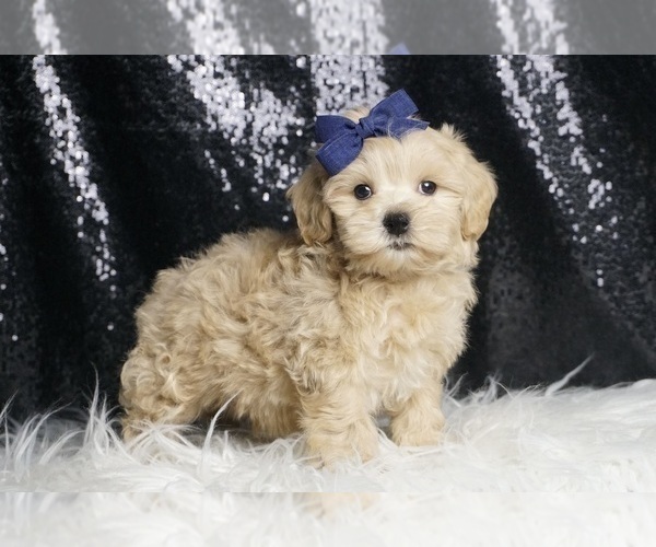 Medium Photo #68 Maltipoo Puppy For Sale in WARSAW, IN, USA