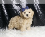 Small Photo #68 Maltipoo Puppy For Sale in WARSAW, IN, USA