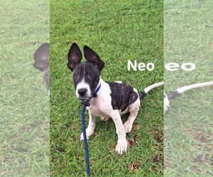 Labrador Retriever-Unknown Mix Dogs for adoption in Sanford, FL, USA