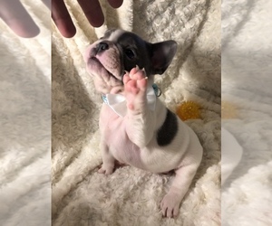 French Bulldog Puppy for sale in PECULIAR, MO, USA