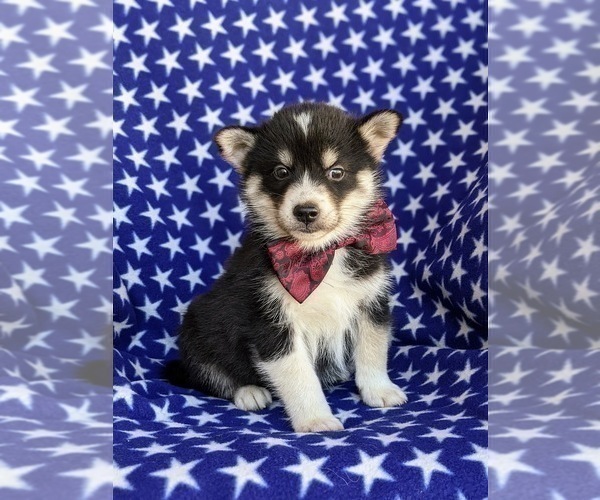Medium Photo #7 Pomsky Puppy For Sale in EPHRATA, PA, USA
